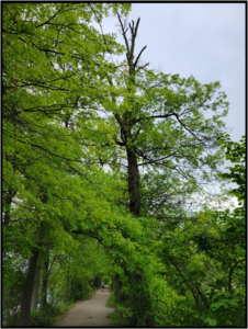 The Leaning Tree at Wildwood