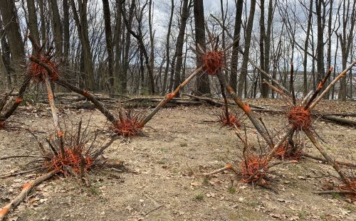 Meet the Artists - Wildwood Park, Lake, & Nature Center